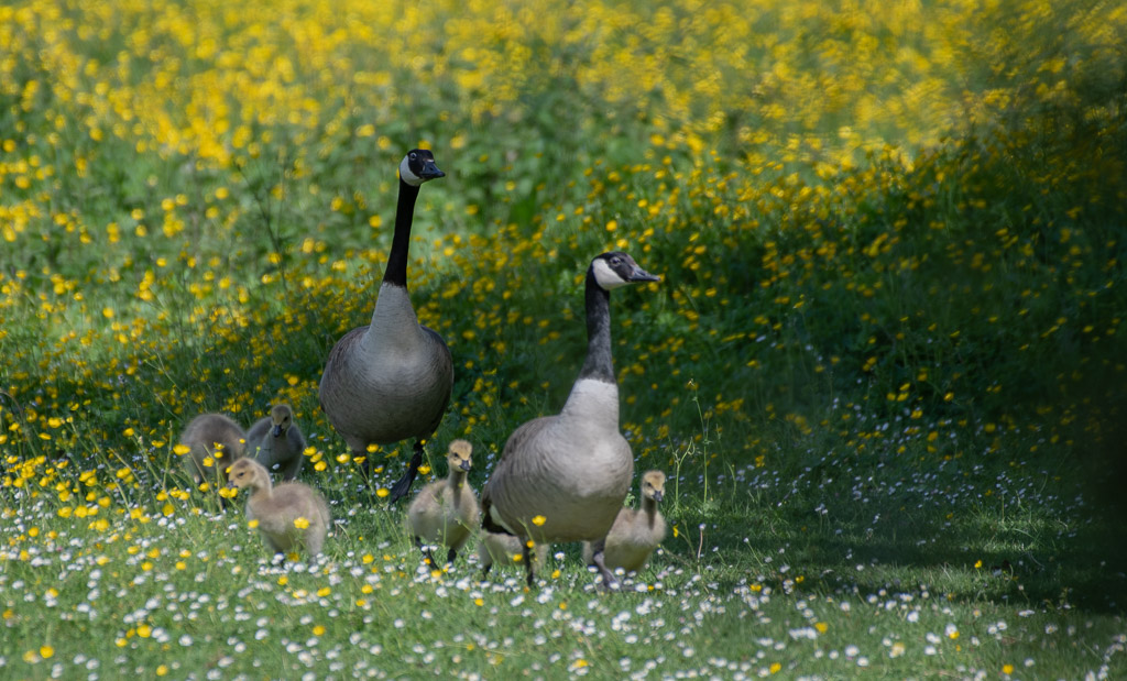 La famille oie.jpg