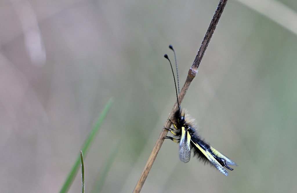 ZSC_5447.jpg