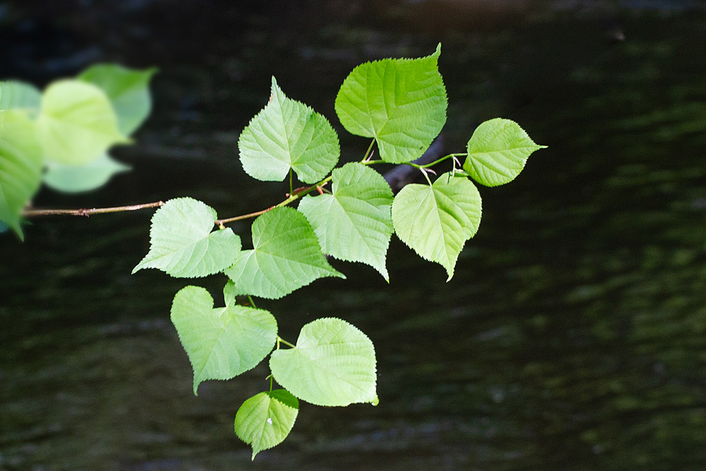 tilleul à petites feuilles.jpg