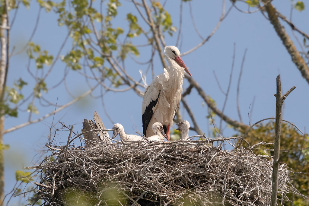 Cigogne blanche sur nid - Orne 80.jpg