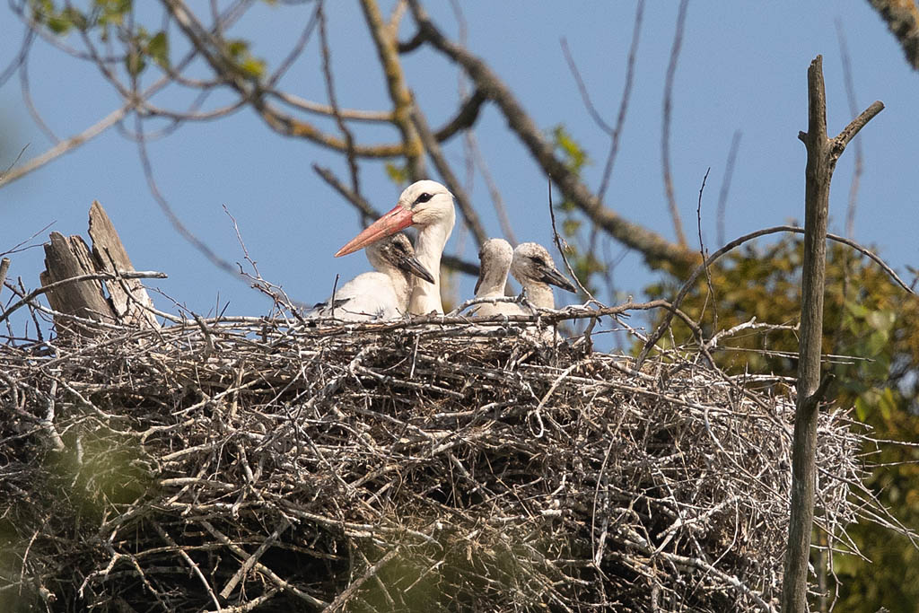 Cigogne blanche sur nid - Orne 83.jpg