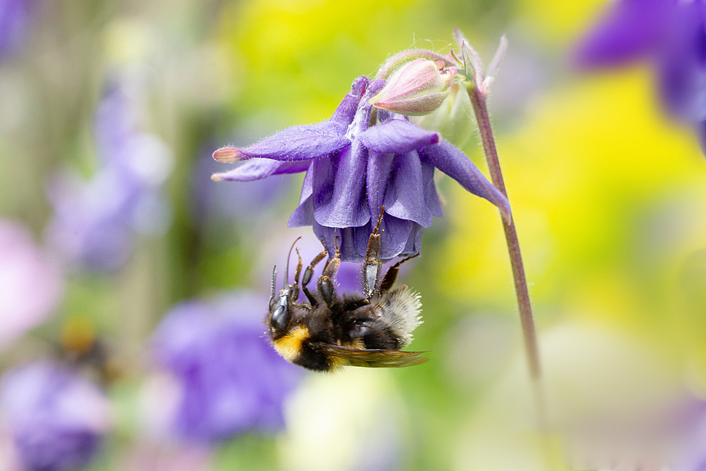 Bourdon terrestre - Bombus terrestris 2.jpg