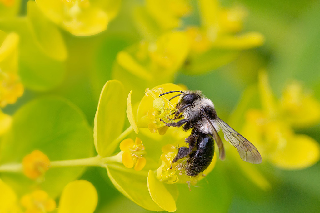 Andrena cinerea 1.jpg
