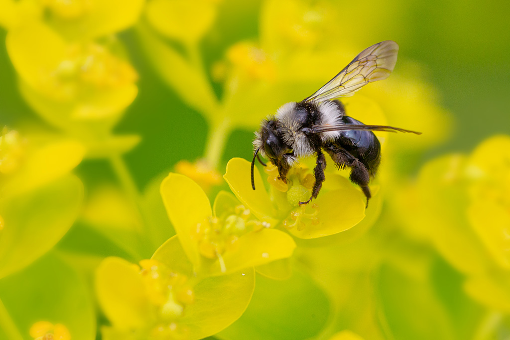 Andrena cinerea 2.jpg