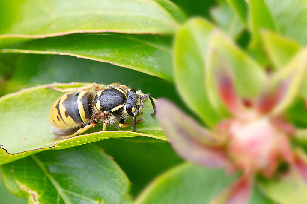 Vespula vulgaris reine.jpg
