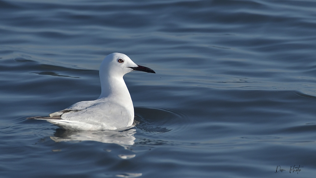 DSC_5426IN.jpg