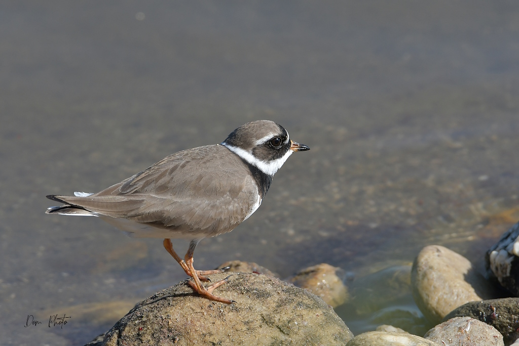 DSC_5564IN.jpg