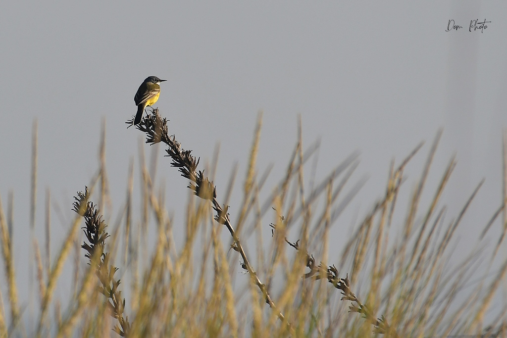DSC_5442IN.jpg