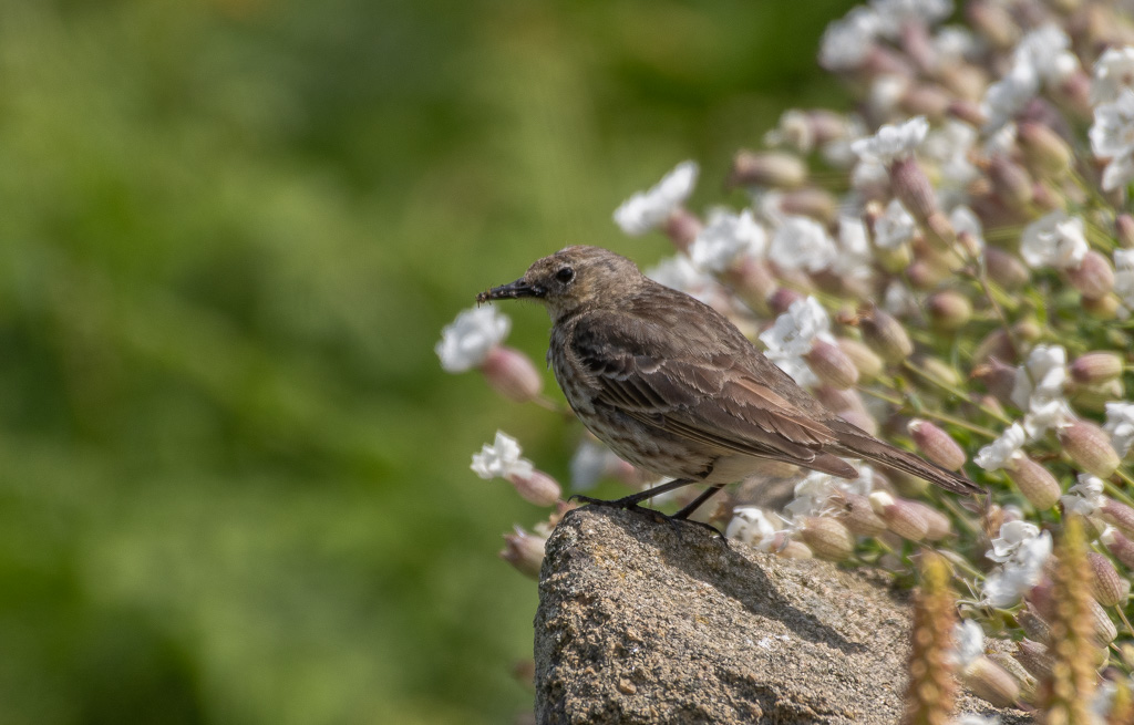 Pipit maritime -3-.jpg