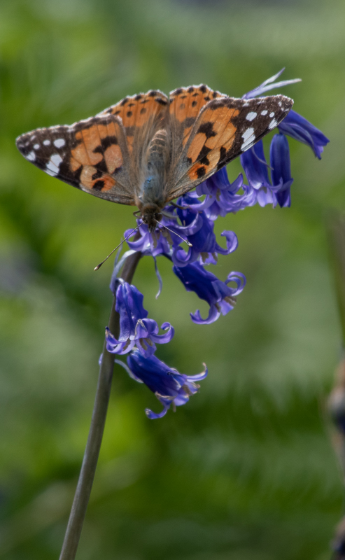Papillon, La belle dame.jpg
