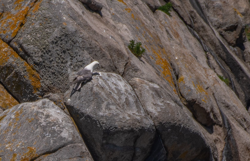 Fulmar Boréal -0-.jpg