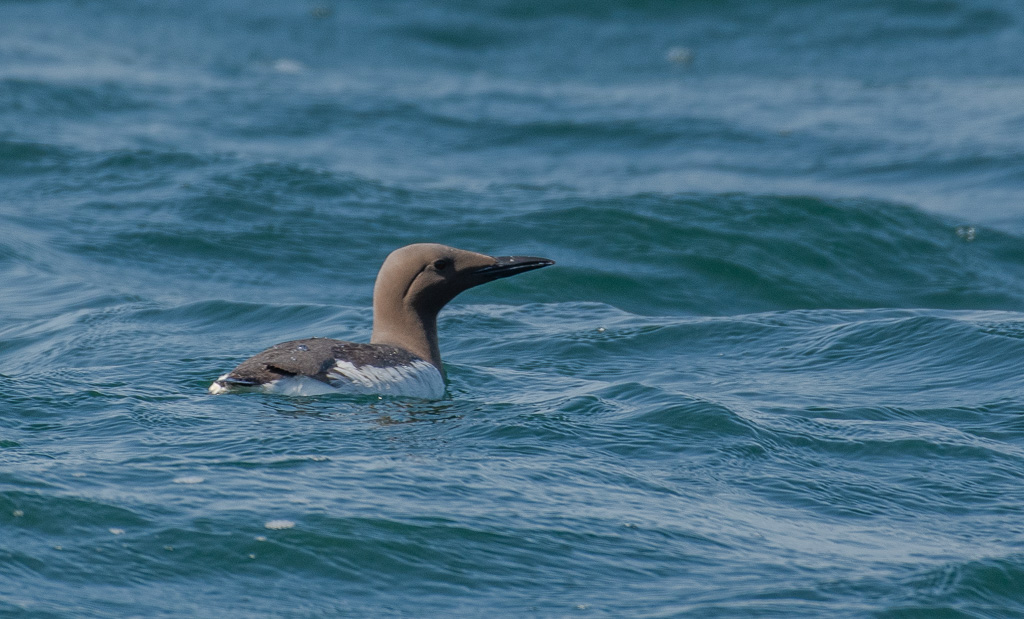 Guillemot de Troïl -3-.jpg