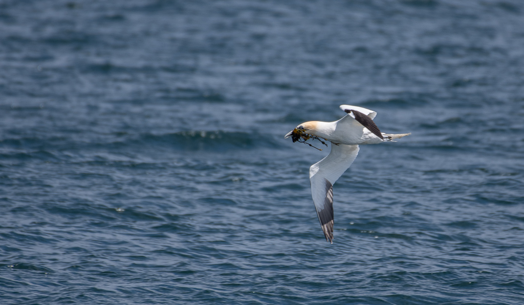 Fou de Bassan -0-.jpg