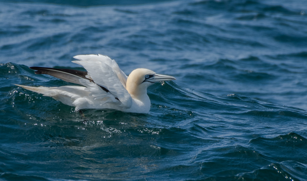 Fou de Bassan -4-.jpg