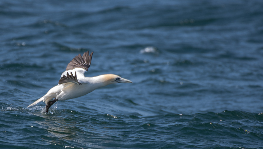 Fou de Bassan -5-.jpg