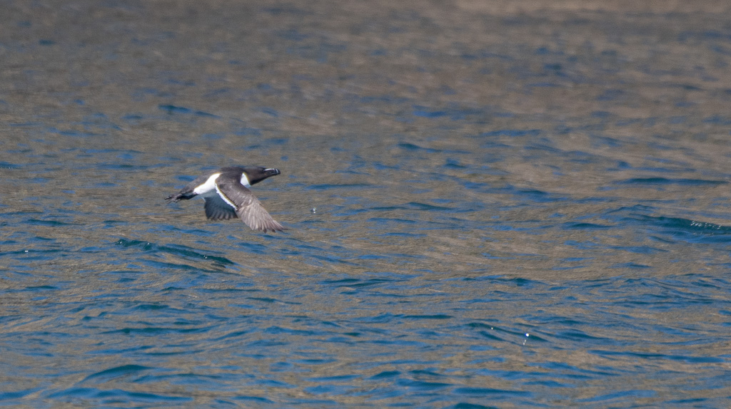 Pingoin de Torda -0-.jpg