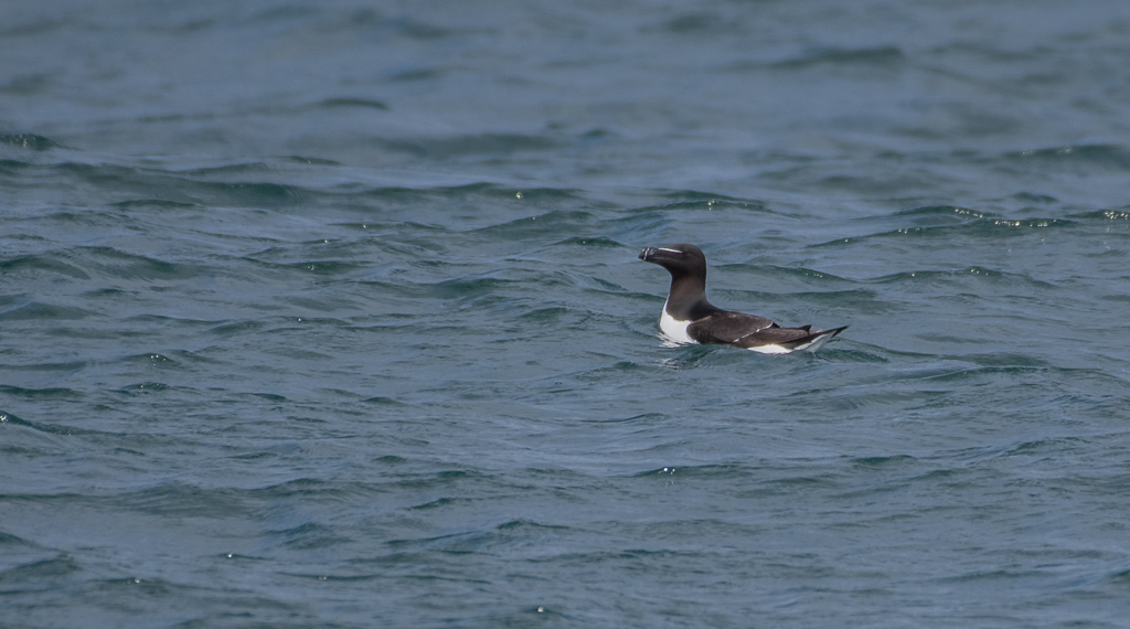 Pingoin de Torda -2-.jpg