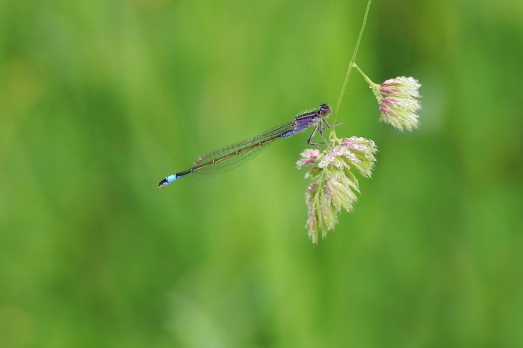 6 IMG_VIOLACEA.JPG