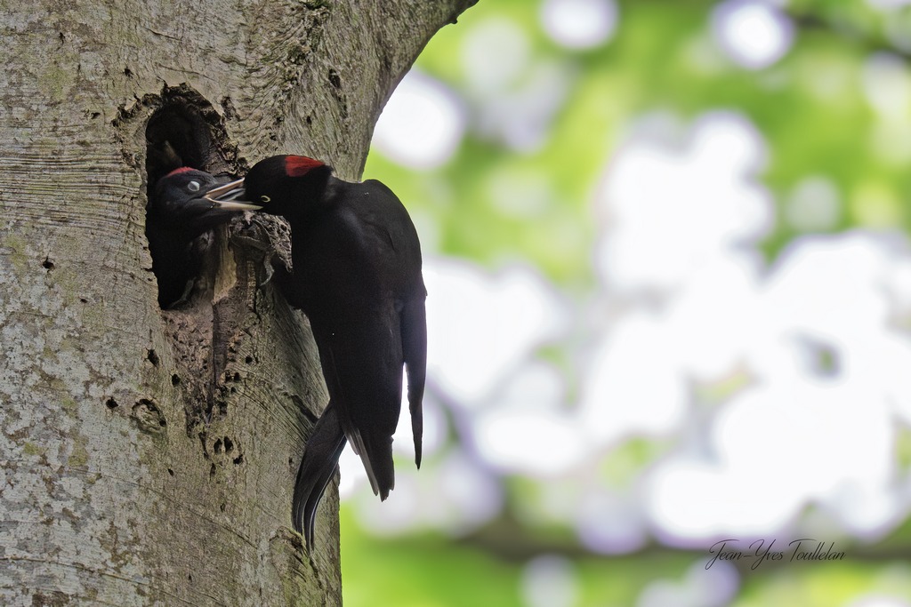 DSC_3357 copie - 1K JPEG.jpg