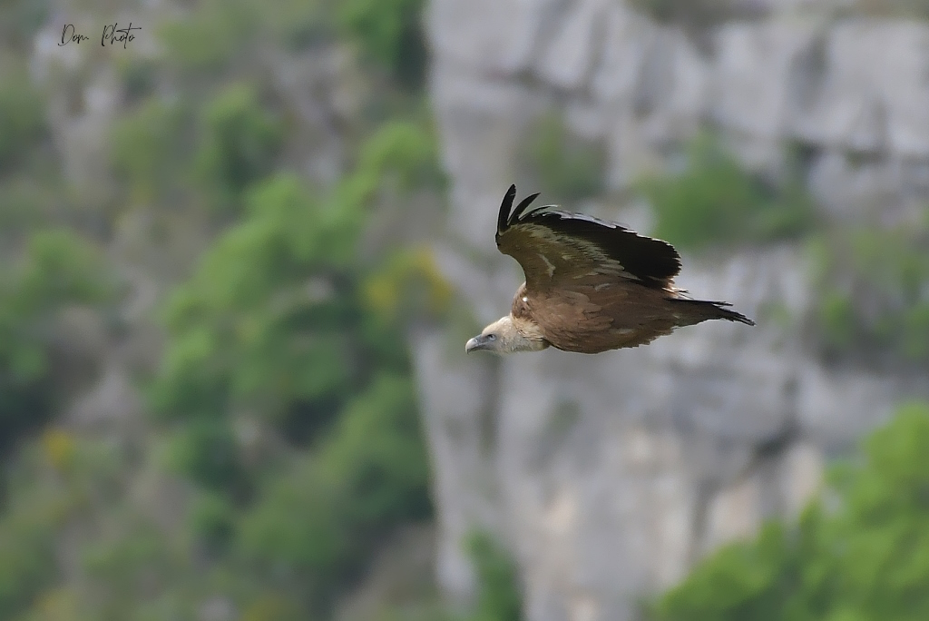 DSC_4968IN.jpg