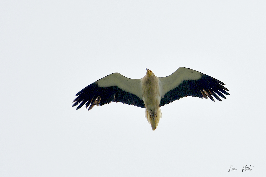DSC_4915IN.jpg