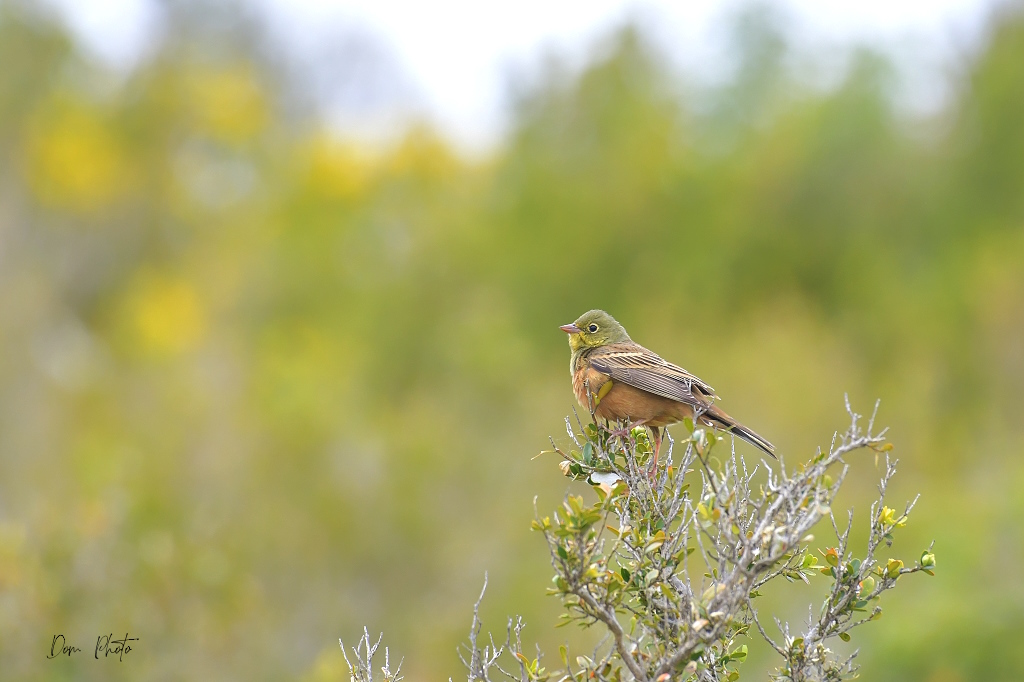DSC_5067IN.jpg