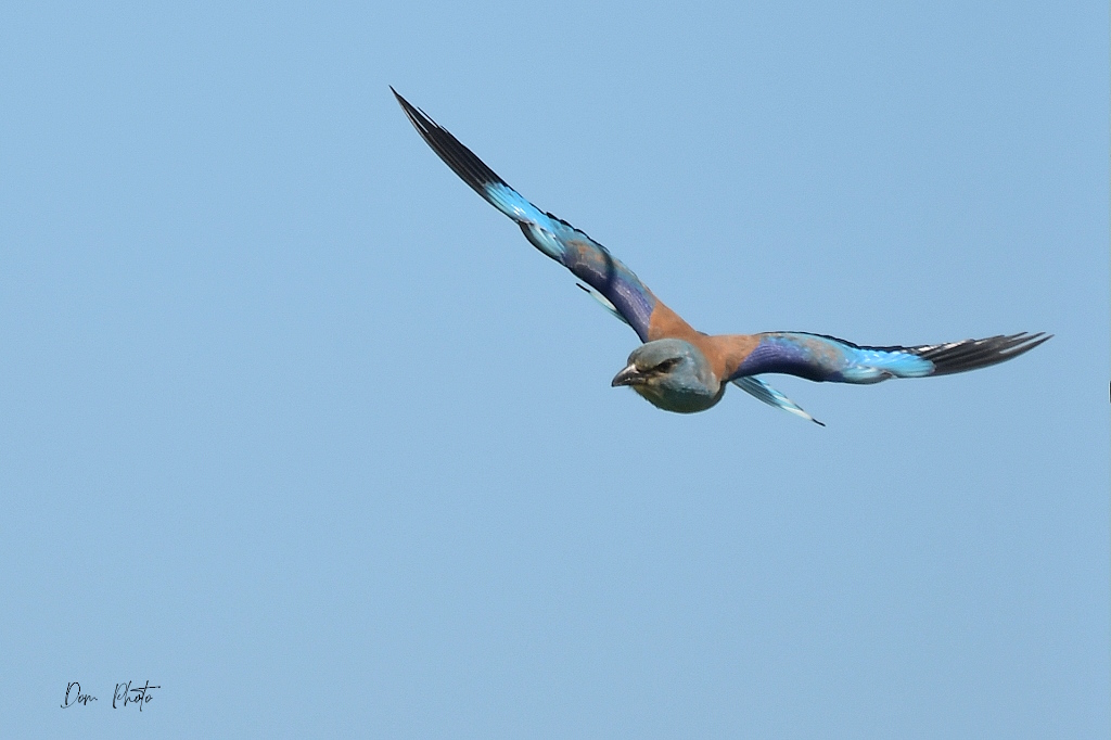 DSC_5411IN.jpg