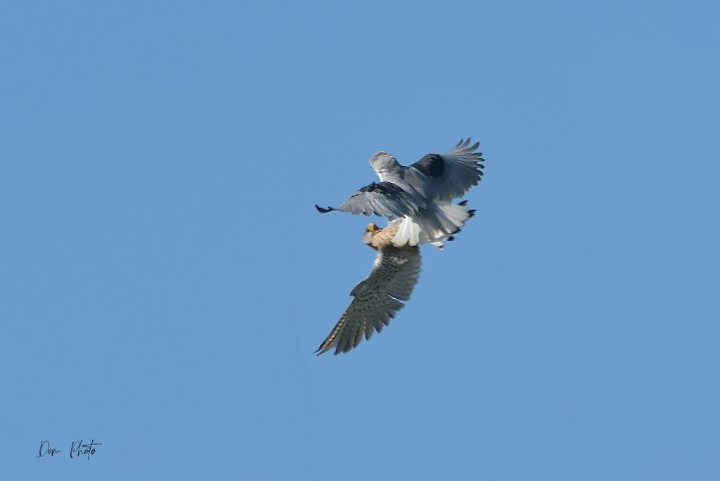 DSC_5319IN.jpg