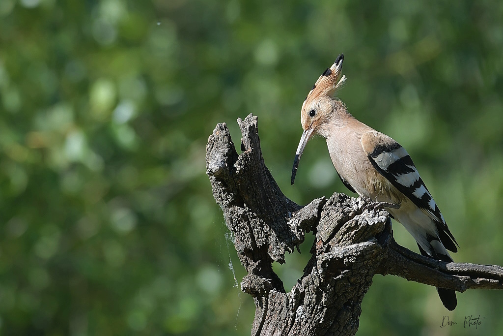 DSC_6410IN.jpg