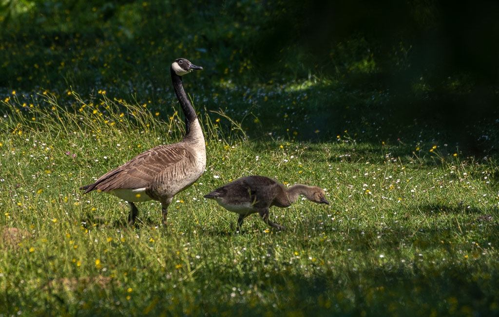 Papa ou Maman oie et le gamain ou la gamine.jpg