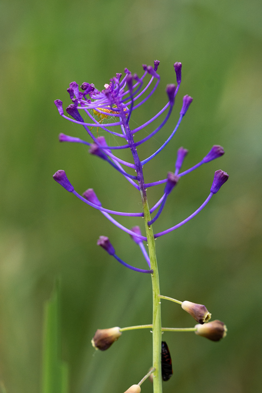 Muscari à toupet - Muscari comosum.jpg
