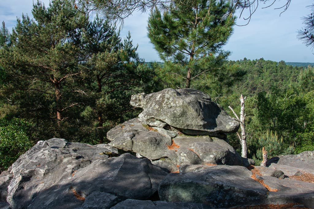 Tortue de Fontainbleau -0-.jpg