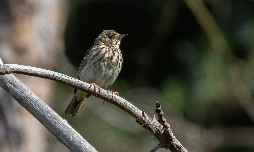 Pipit des arbres.jpg