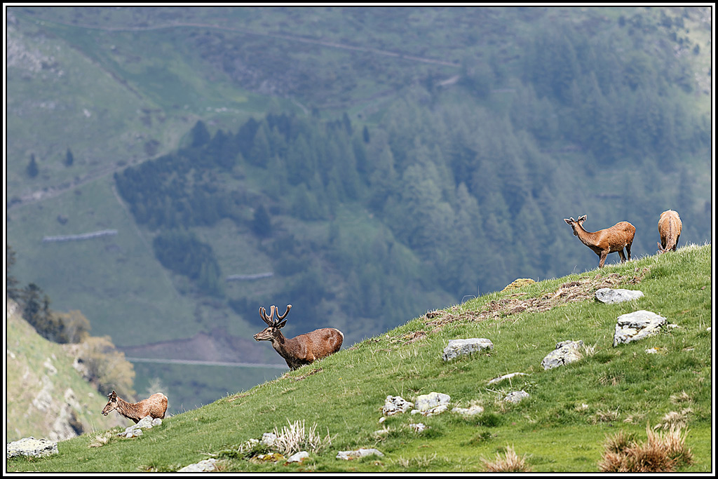 cerf(8759).jpg