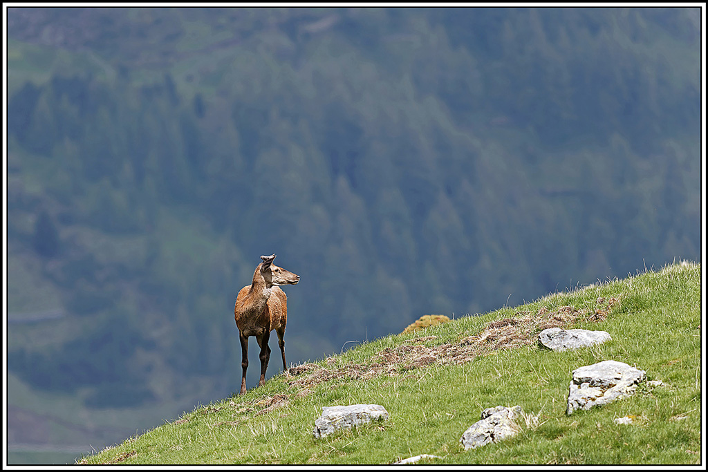 cerf(8761)biosphoto.jpg