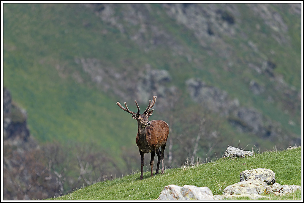 cerf(8777).jpg