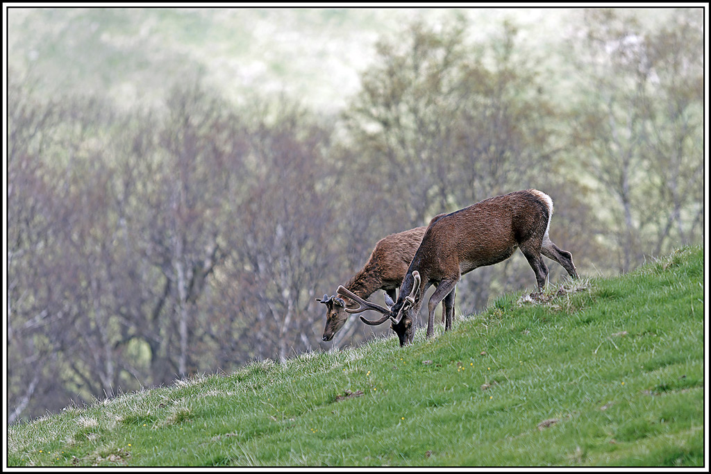 cerf(8790).jpg