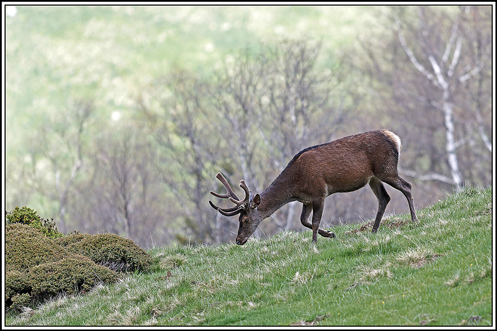 cerf(8803).jpg