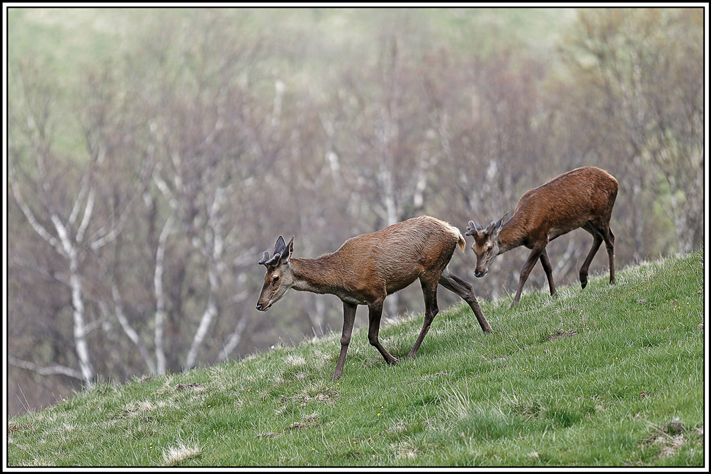 cerf(8836).jpg