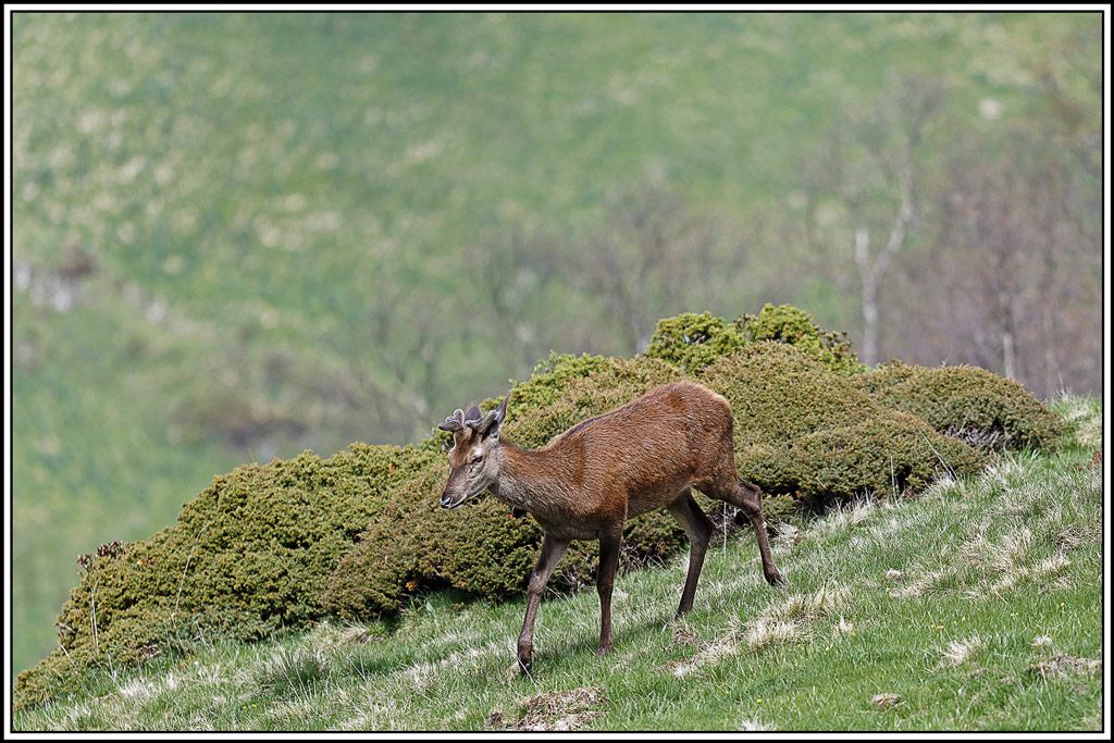 cerf(8843).jpg