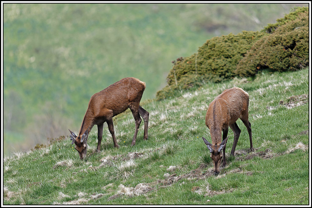 cerf(8852).jpg