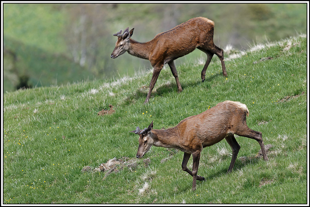 cerf(8868).jpg