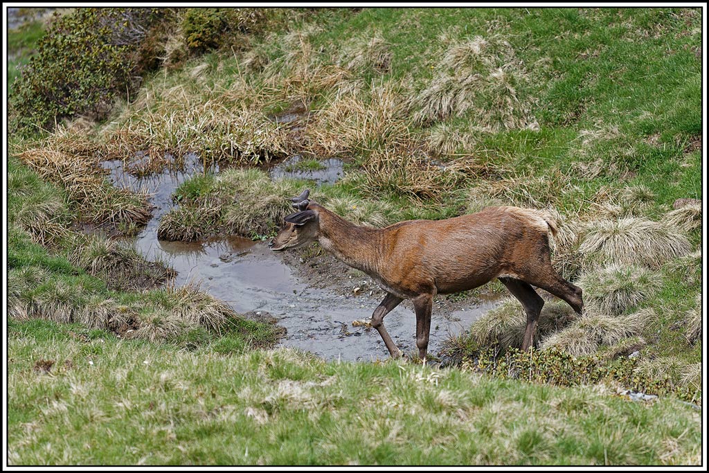 cerf(8871.jpg