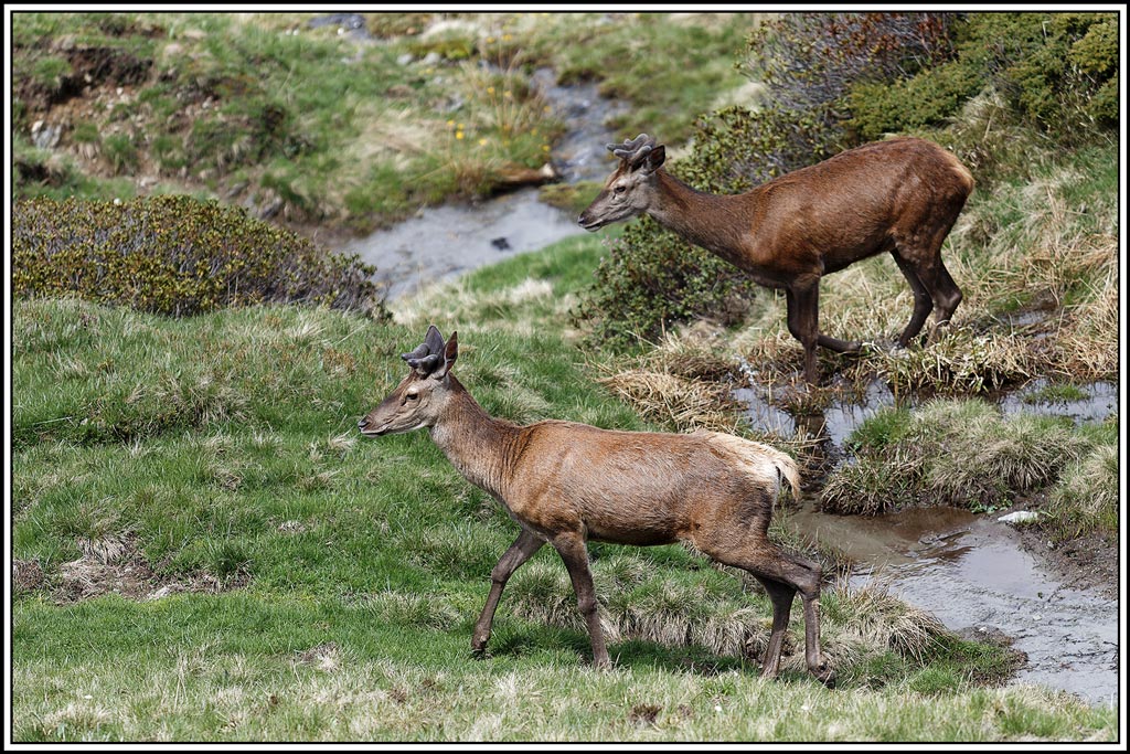 cerf(8876).jpg