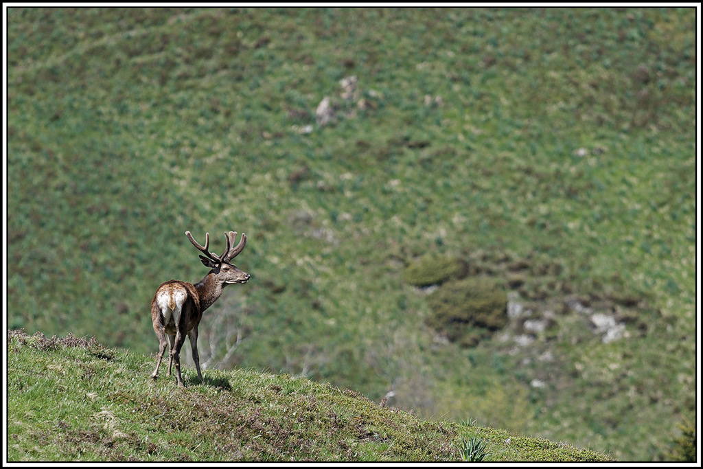 cerf(8905).jpg