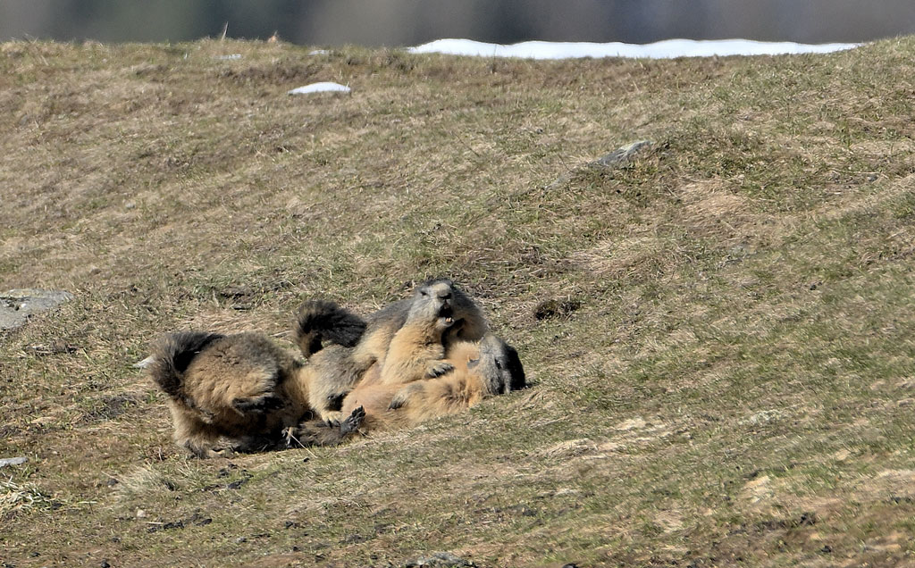 ZSC_5741.jpg