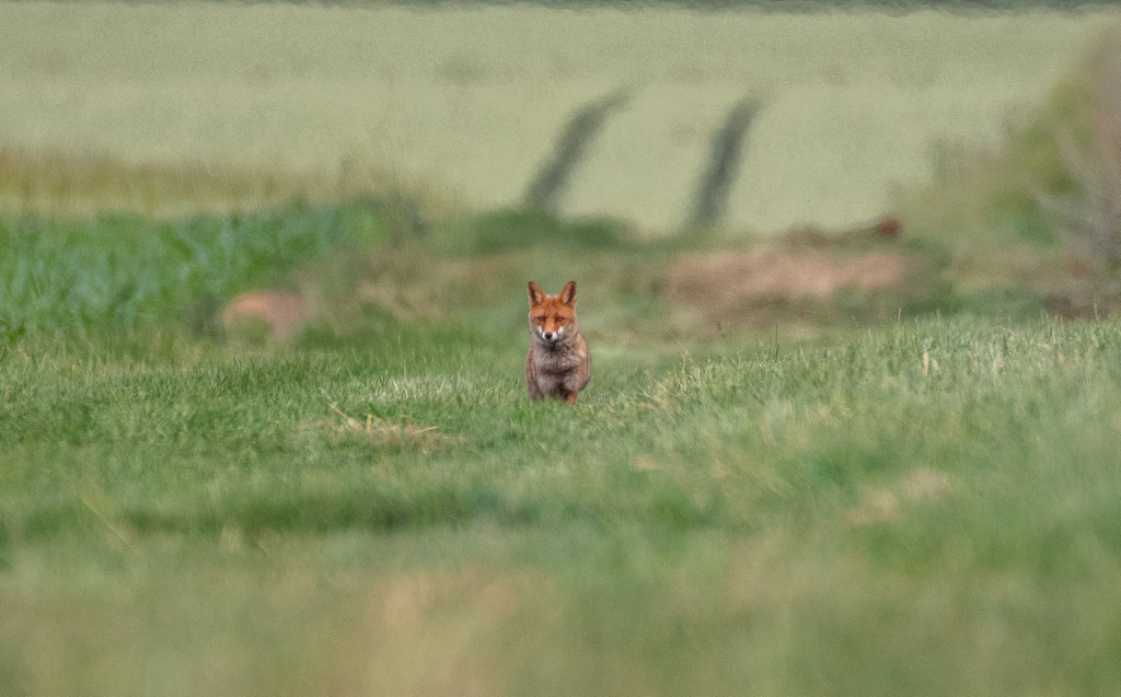 Renard -1-.jpg