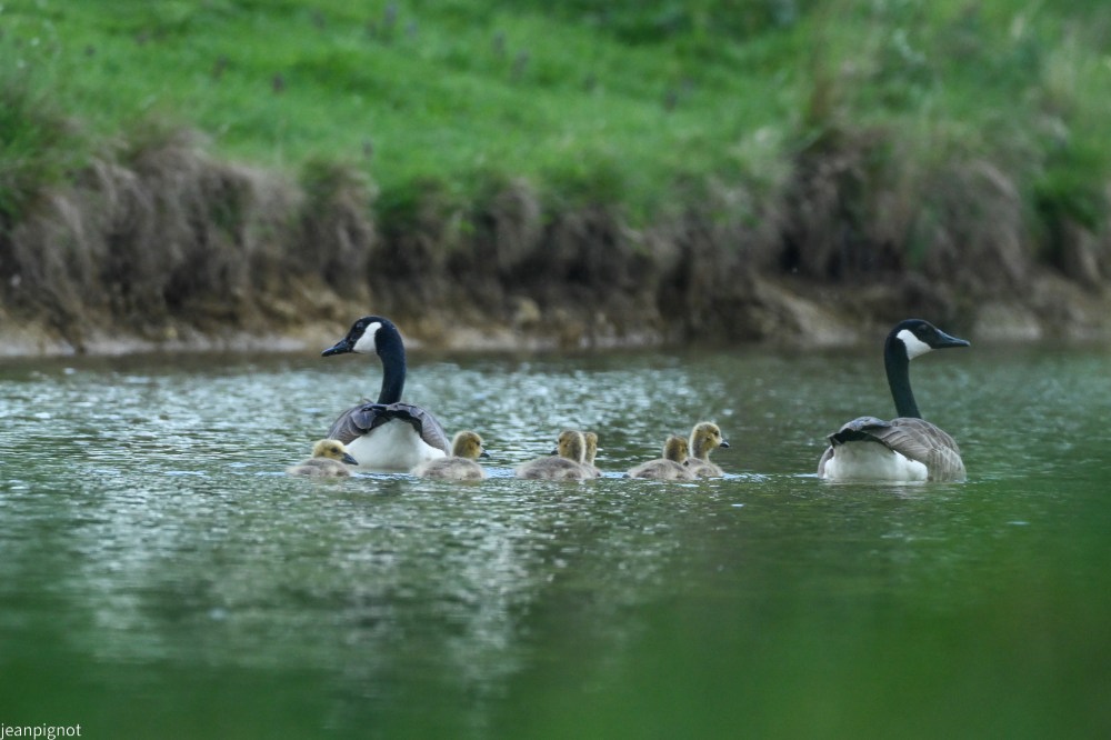N8 bernaches et leurs petits.JPG