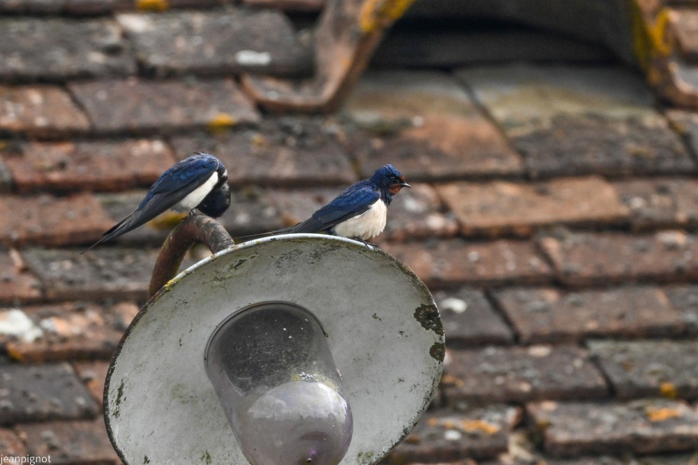 N6 couple d hirondellles de cheminées.JPG