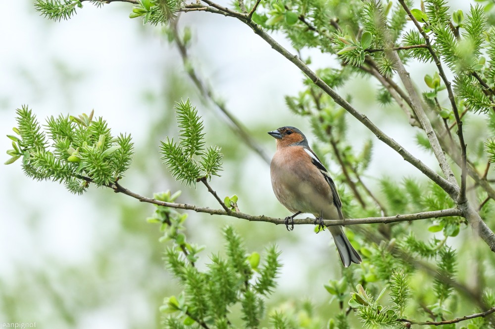 N4 pinson des arbres male.JPG
